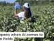 A researcher works in a cotton field in Jenkins County, Georgia, as part of a project on AI and pesticide use. Dorothy Seybold